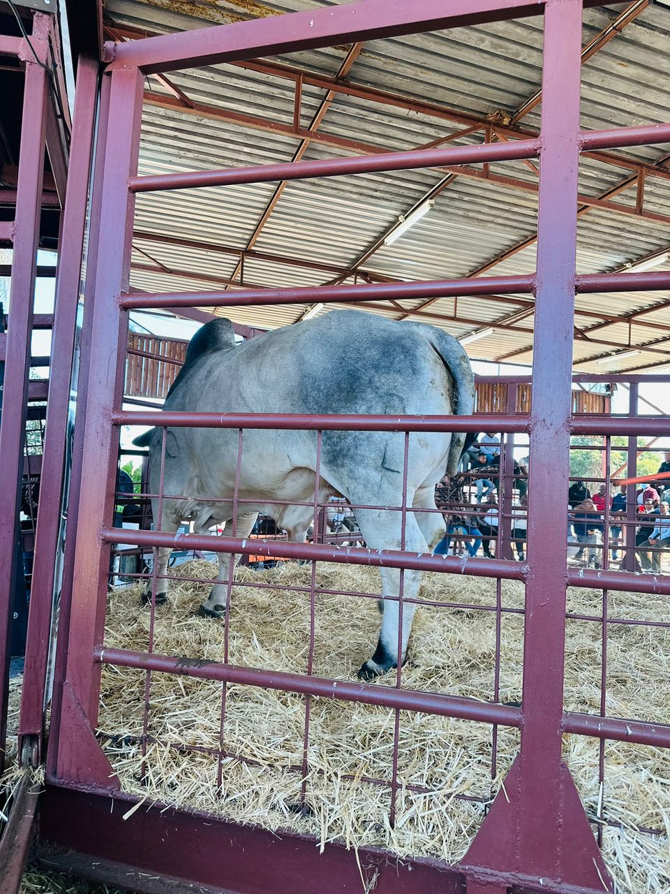 Cattle Image 4